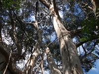 rco Cosentini-20110417 014
